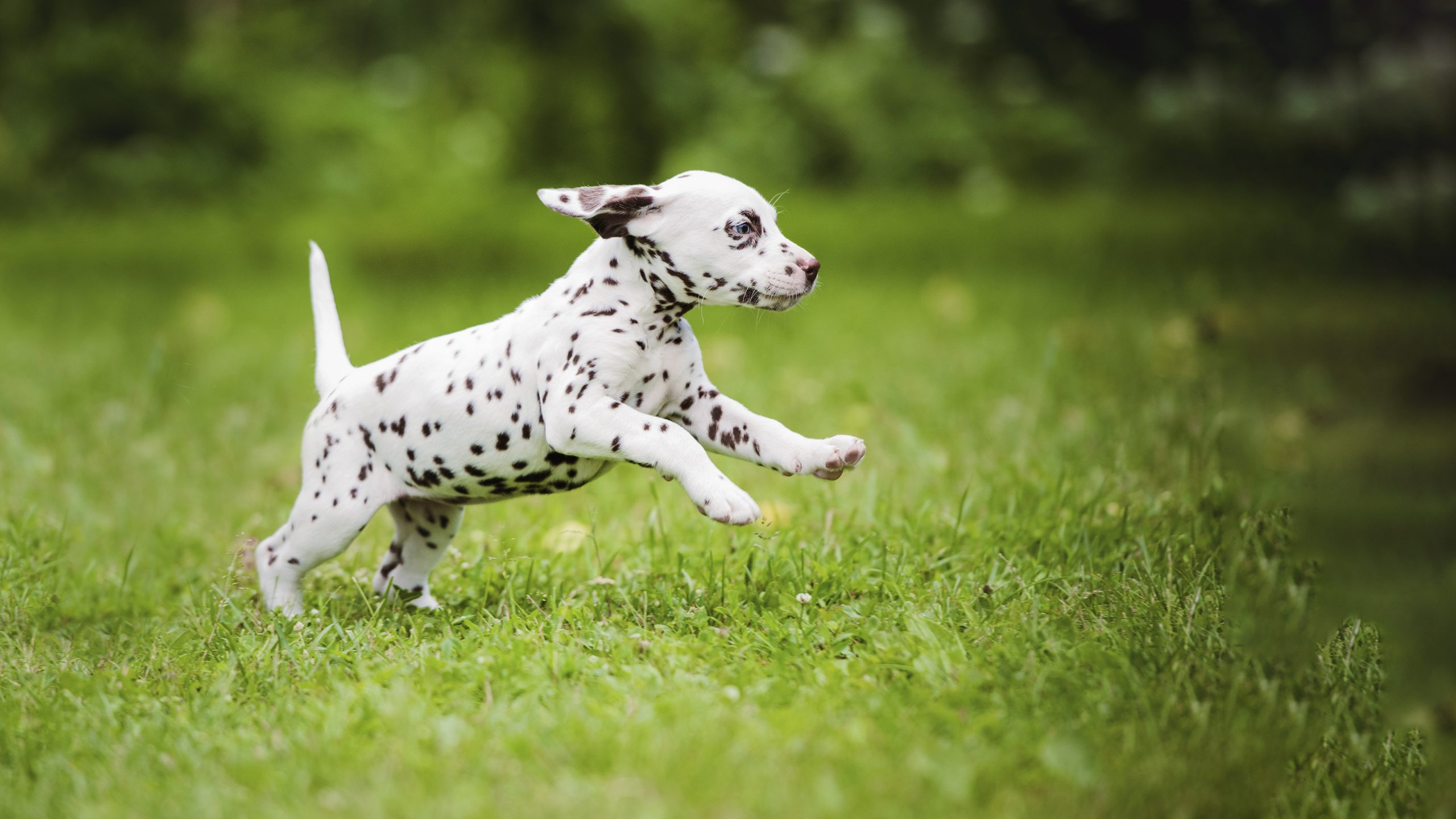 Appropriate Exercise For Your Puppy
                            While young puppies can’t do the levels of exercise they can as adults, building their exercise steadily will help keep them healthy! Click here to read.