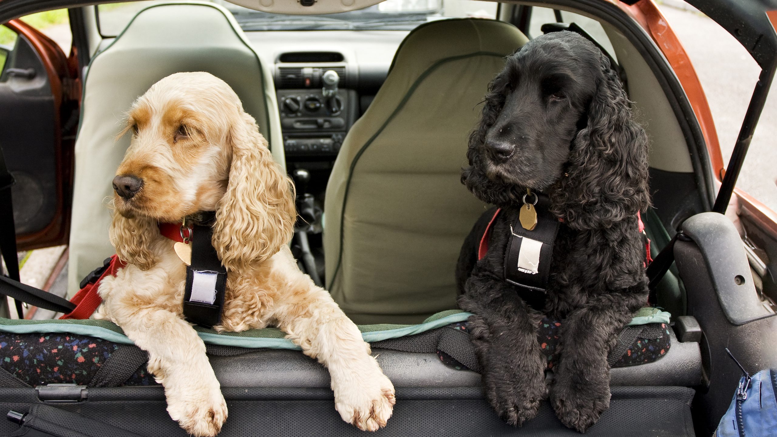 Getting puppies used to the car
                            Unfortunately car travel for some can be really difficult, as dogs can develop phobias or even true car sickness. So how do you keep your dog happy in the car?