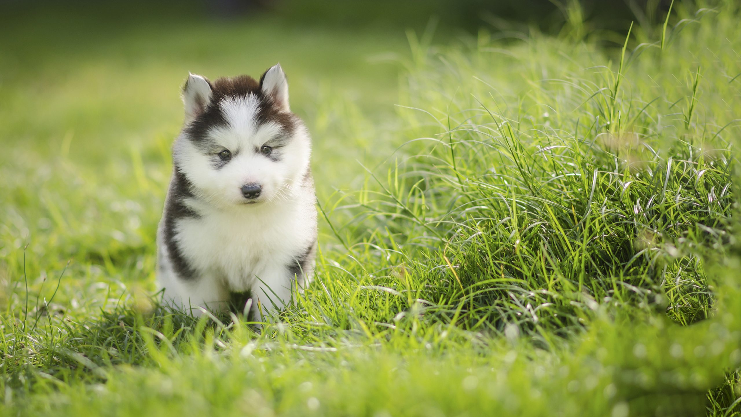 Puppy Vaccinations
                            A puppy vaccination can help keep vulnerable pups safe and healthy. Find all the advice you need about puppy vaccinations and request an appointment online.