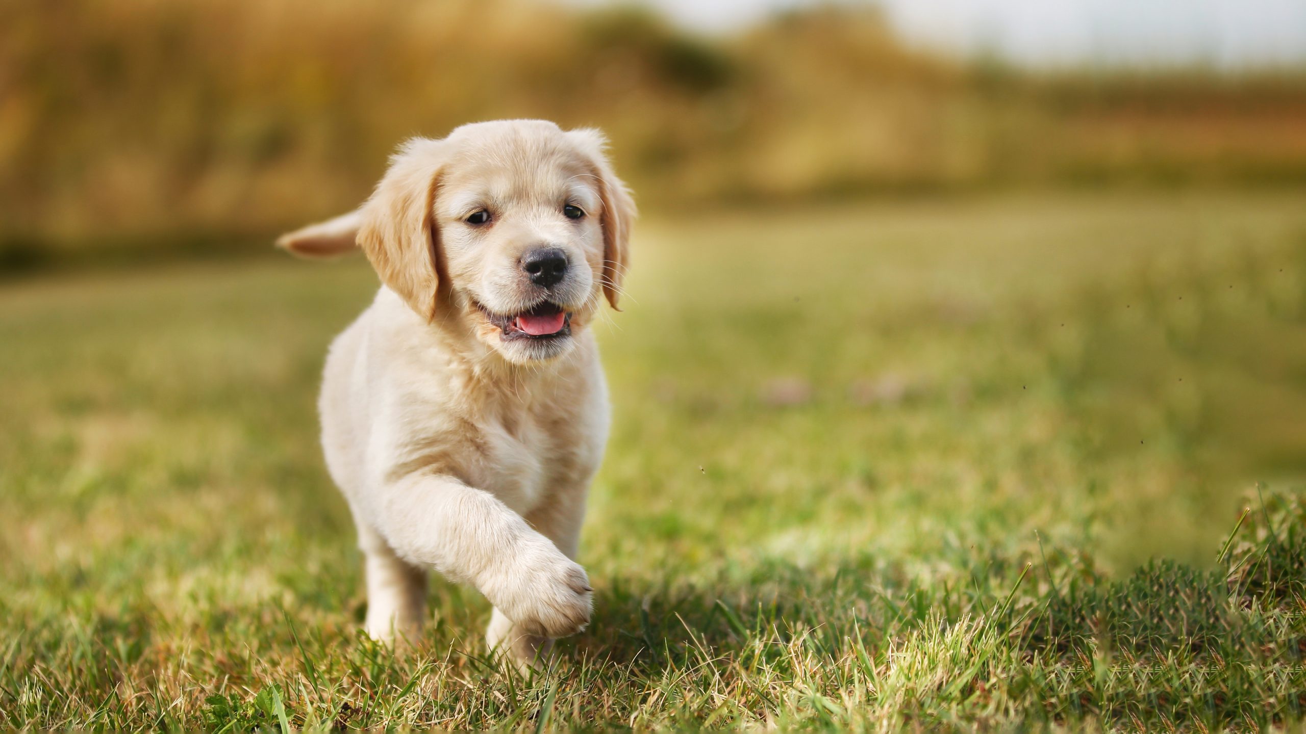 Introducing Puppies To Cats
                            Getting a puppy is a really exciting time, but not all the family may share your enthusiasm! Read our expert advice for some hints and tips.