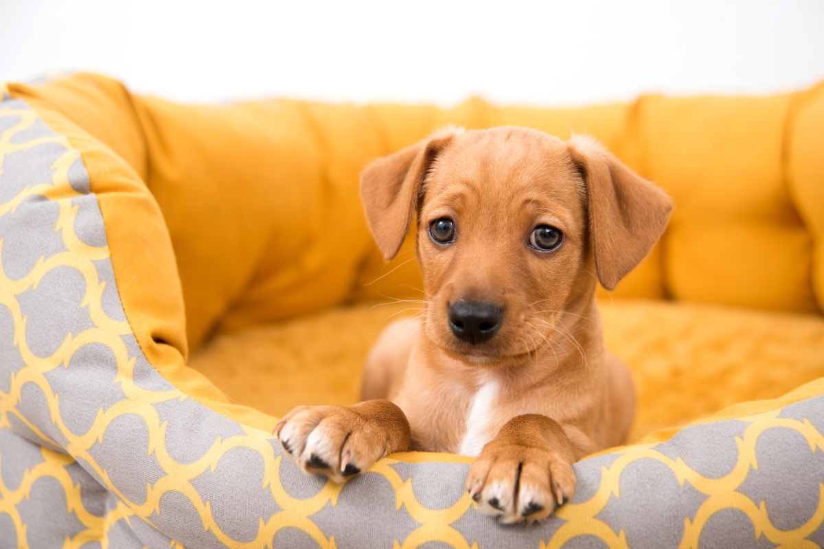 The Secret on How to Get Dog Beds (and Towels and Blankets) Clean