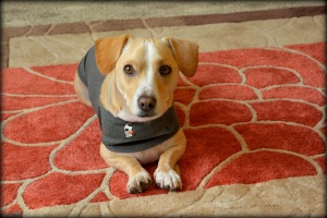 Training Tips to Use with the ThunderShirt